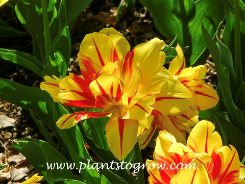 Monsella Tulip 
(early May)